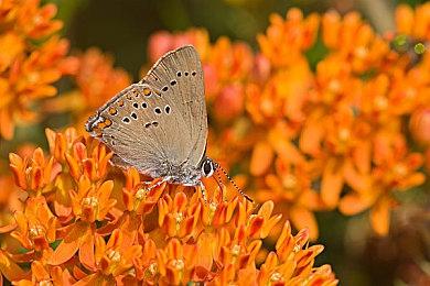 饭制内容优秀 《凯恩的遗产：噬魂者1＆2复刻版》聘请粉丝担任总监